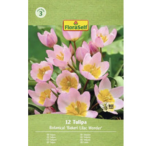 Pachet de lalele din specia Bakeri Lilac Wonder
