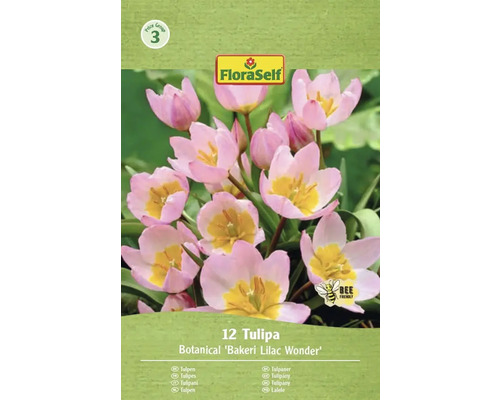 Pachet de lalele din specia Bakeri Lilac Wonder