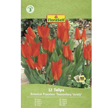 Pachet de lalele din soiul Botanical Praestans Zwanenburg cu simbolul prietenos cu albinele