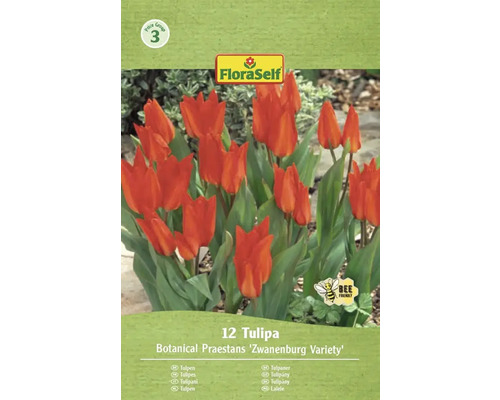 Pachet de lalele din soiul Botanical Praestans Zwanenburg cu simbolul prietenos cu albinele
