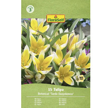 Pachet cu 15 lalele Botanical Tarda Dasystemon de la FloraSelf