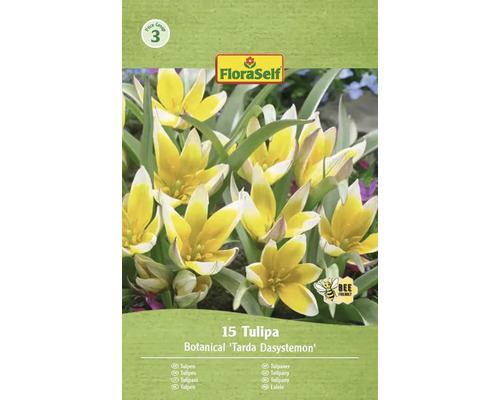 Pachet cu 15 lalele Botanical Tarda Dasystemon de la FloraSelf