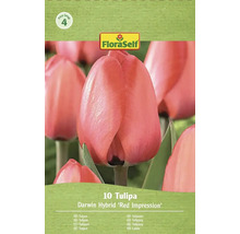 Pachet de lalele Darwin Hybrid Red Impression de la FloraSelf