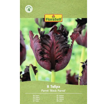 Pachet cu opt lalele Parrot Black Parrot