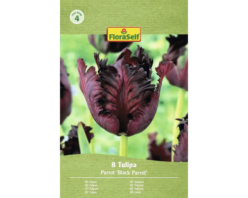 Pachet cu opt lalele Parrot Black Parrot