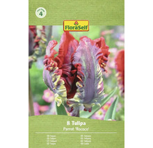 Pachet de lalele FloraSelf Parrot Rococo cu opt bulbi