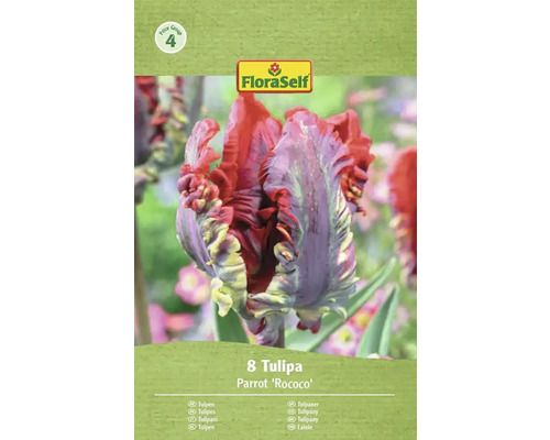 Pachet de lalele FloraSelf Parrot Rococo cu opt bulbi