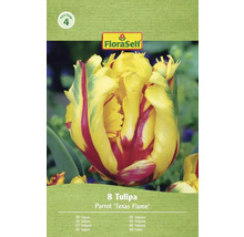 Pachet cu 8 bulbi de lalele Parrot 'Texas Flame' de la FloraSelf