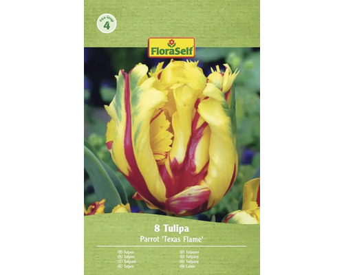 Pachet cu 8 bulbi de lalele Parrot 'Texas Flame' de la FloraSelf