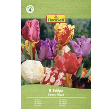 FloraSelf Pachet cu 8 lalele Parrot, amestec