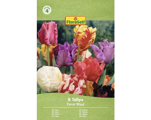 FloraSelf Pachet cu 8 lalele Parrot, amestec