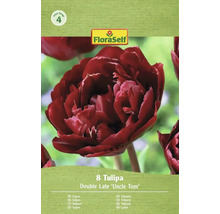 Pachet cu 8 lalele Double Late 'Uncle Tom' de la FloraSelf