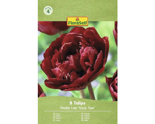 Pachet cu 8 lalele Double Late 'Uncle Tom' de la FloraSelf