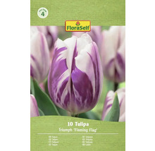 FloraSelf Lalea Triumph 'Flaming Flag', 10 bucăți