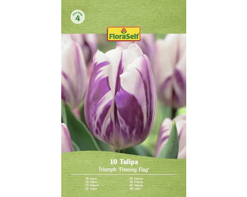 FloraSelf Lalea Triumph 'Flaming Flag', 10 bucăți
