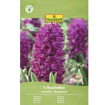 Pachet cu 5 zambile de tip 'Woodstock' de la marca FloraSelf