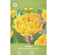 Pachet cu 8 lalele Double Late 'Yellow Pomponette'