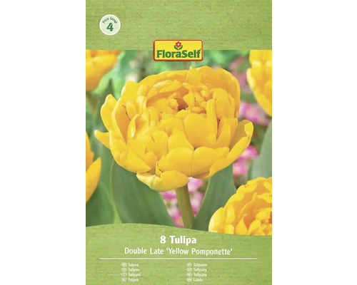 Pachet cu 8 lalele Double Late 'Yellow Pomponette'