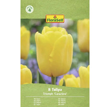 FloraSelf Lalele Triumph Caractère, 8 bucăți