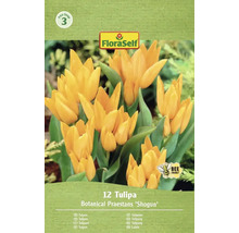 Pachet de 12 lalele Botanical Praestans 'Shogun'
