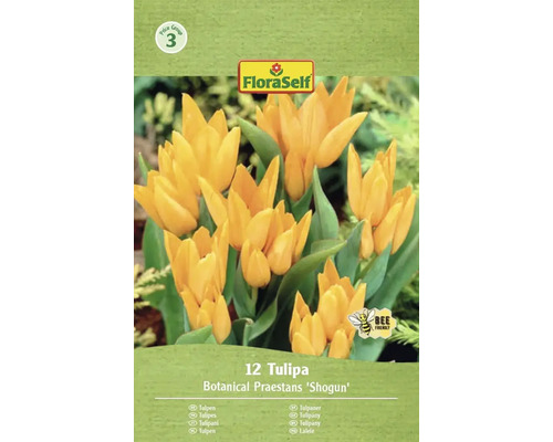 Pachet de 12 lalele Botanical Praestans 'Shogun'