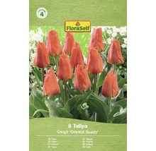 Lalele FloraSelf Greigii 'Oriental Beauty', pachet de 8 bucăți