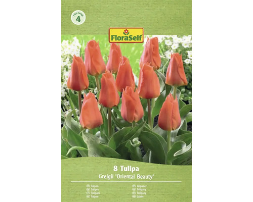 Lalele FloraSelf Greigii 'Oriental Beauty', pachet de 8 bucăți