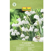 Pachet cu șapte ghiocei bogați de vară, soiul 'aestivum' Gravetye Giant, cu sigiliul Butterfly Friendly și logo-ul FloraSelf