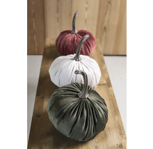 Dovleci decorativi de catifea în rând pe o scândură de lemn