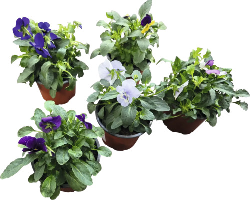 Diverse violete în ghivece