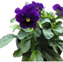Floare de violetă în ghiveci
