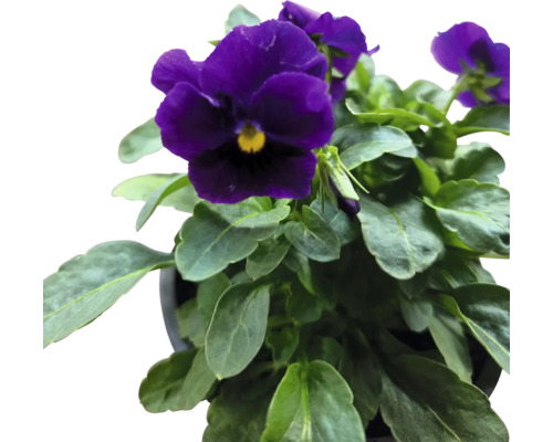 Floare de violetă în ghiveci