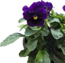 Panseluță violetă în ghiveci