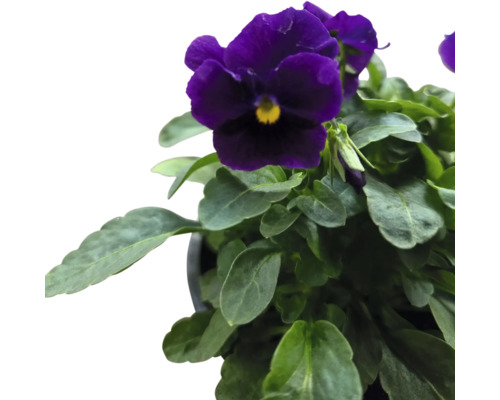 Panseluță violetă în ghiveci