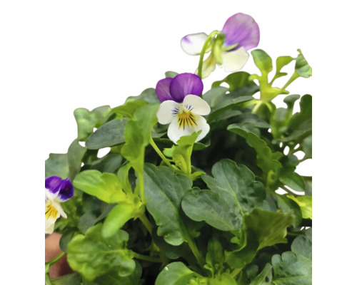 Panseluță cu frunze verzi