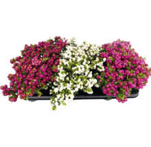 Plante Gaultheria Mucronata într-un vas