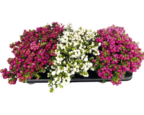 Plante Gaultheria Mucronata într-un vas