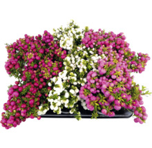 Plantă Gaultheria cu fructe de pădure roșii, roz și albe