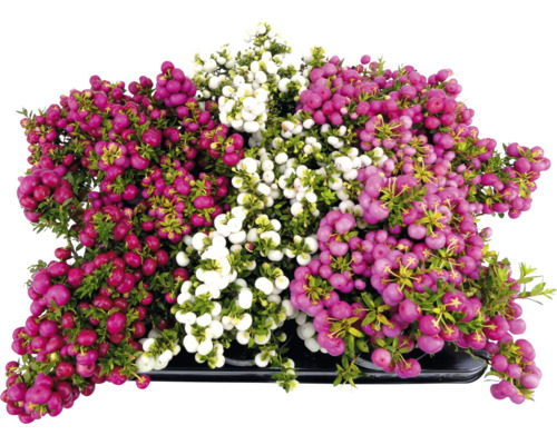 Plantă Gaultheria cu fructe de pădure roșii, roz și albe