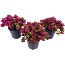 Trei ghivece cu plante Symphoricarpos