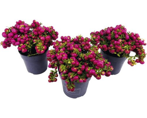 Trei ghivece cu plante Symphoricarpos