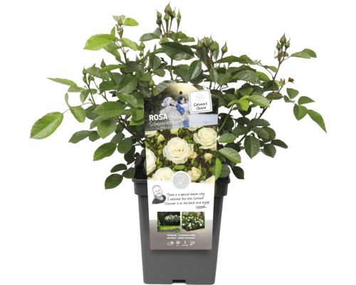 Trandafir FloraSelf Rosa 'Schneewittchen' H 30-50 cm Co 5 L | HORNBACH