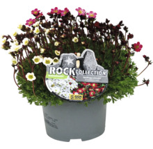 Saxifraga Duo în ghiveci
