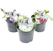 Trei plante la ghiveci din genul dediței cu flori