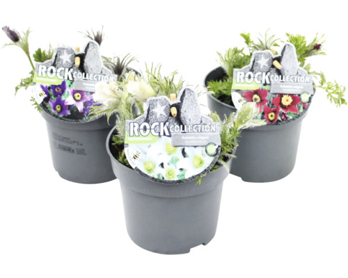 Trei plante la ghiveci din genul dediței cu flori