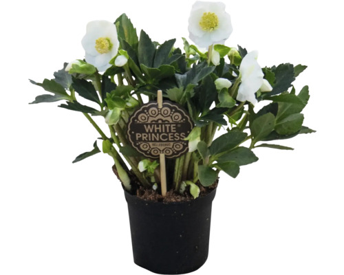 Spânz White Princess în ghiveci