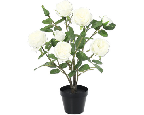 Trandafir cu șase trandafiri albi într-un ghiveci