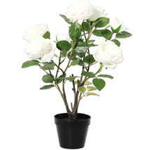 Trandafir decorativ în ghiveci