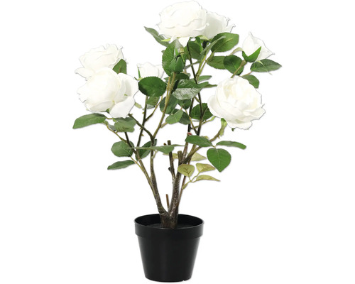 Trandafir decorativ în ghiveci