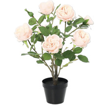 Tufe de trandafiri în ghiveci negru